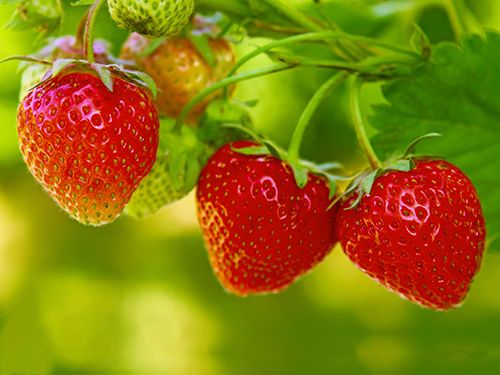 Shaping Spiritual Intelligence in a Baby: Strawberry Obeys Allah