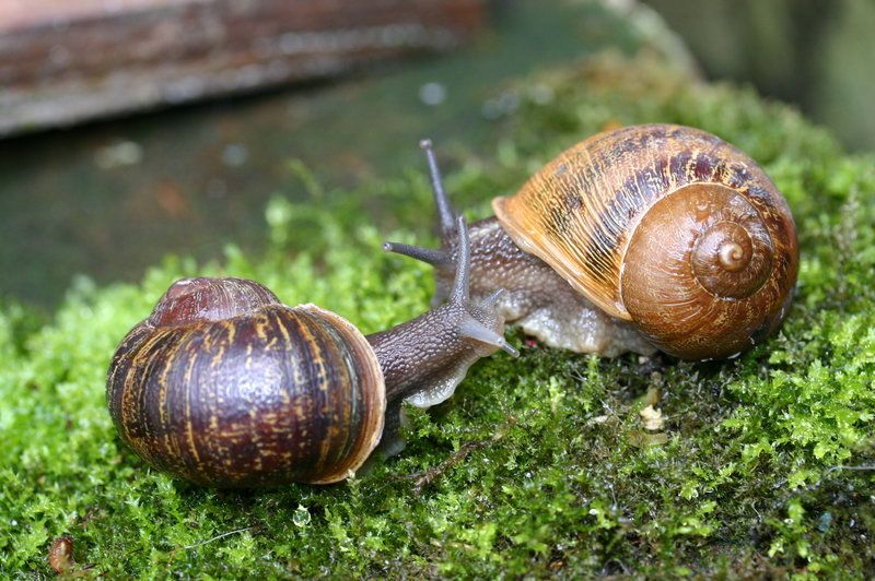 Shaping Spiritual Intelligence in a Baby:  Snail Obeys Allah