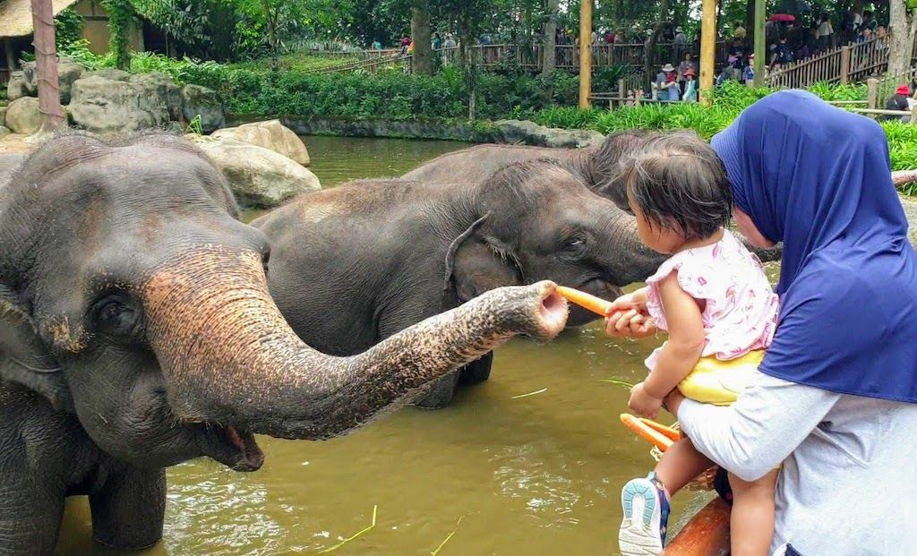 Feeding the Elephant